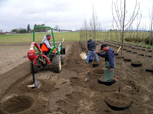 plantingingrowbags