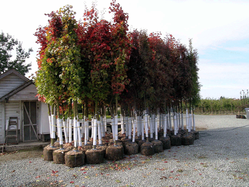 trees